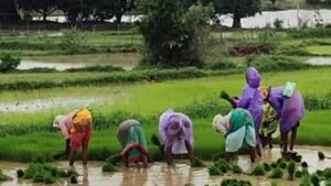 Farmer