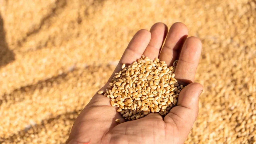 wheat-1787573581