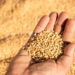 wheat-1787573581