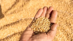 wheat-1787573581