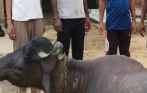 baagpat