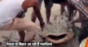 bihar flood fish