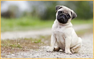 pugs-101-origin-temperament-care-more-875870_e045c70e-d8bc-4f39-93a9-5e3b507e6845