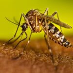 dengue