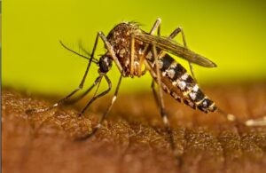 dengue