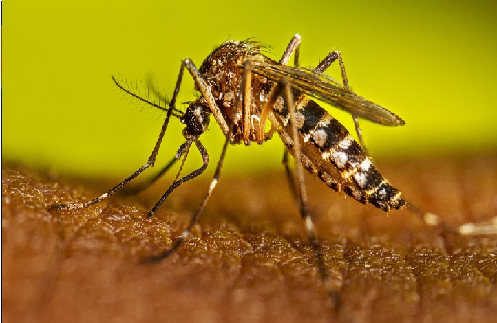dengue